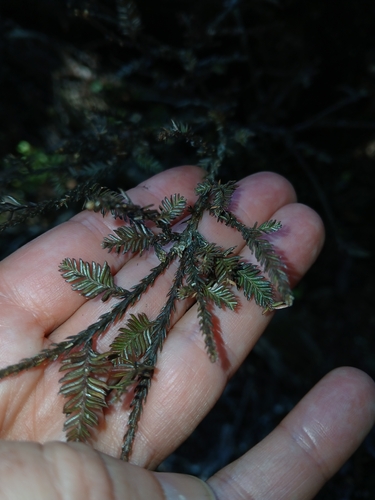 Dacrycarpus dacrydioides observed 2026-10-25