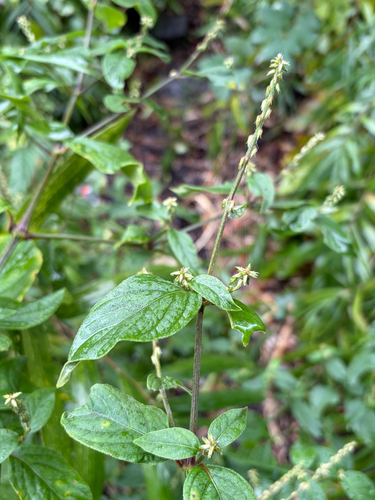 Achyranthes bidentata observed 2026-10-24