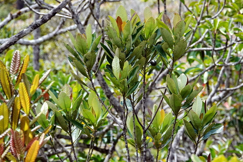 Oncotheca humboldtiana
