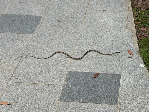 Dendrelaphis pictus observed 2026-10-25