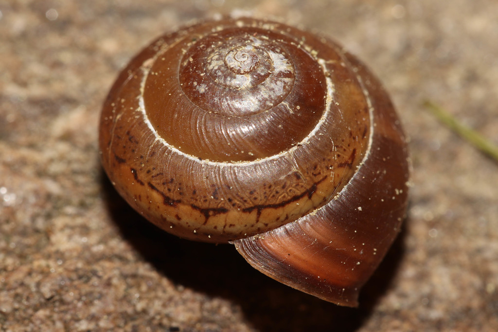 Incarnate Snail, photo 1 of 10