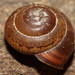 Incarnate Snail - Photo (c) mgreilhuber, some rights reserved (CC BY-NC), uploaded by mgreilhuber