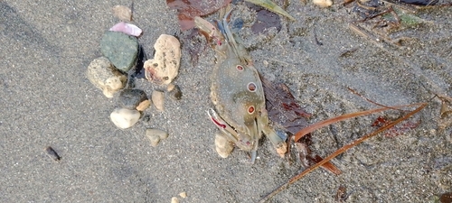 Portunus sanguinolentus observed 2026-10-25