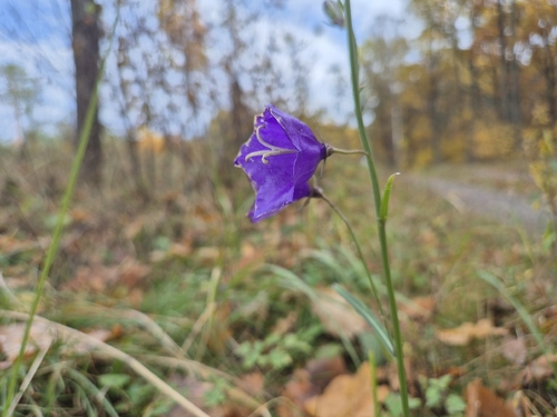 Campanula persicifolia observed 2026-10-24