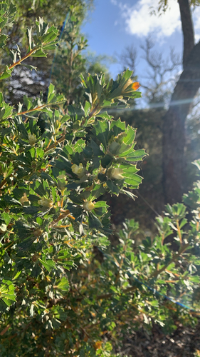 Banksia sessilis observed 2026-10-25