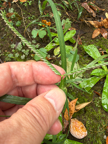 Eleusine indica observed 2026-10-24