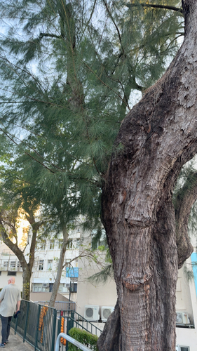 Casuarina equisetifolia observed 2026-10-25