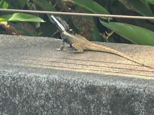 Lophognathus temporalis observed 2026-10-21
