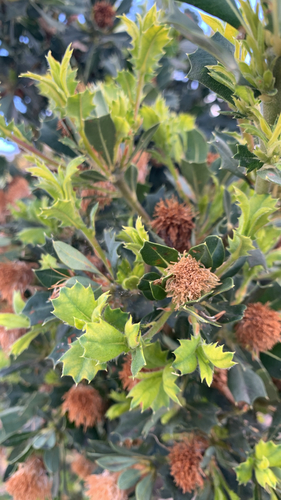 Banksia sessilis observed 2026-10-25