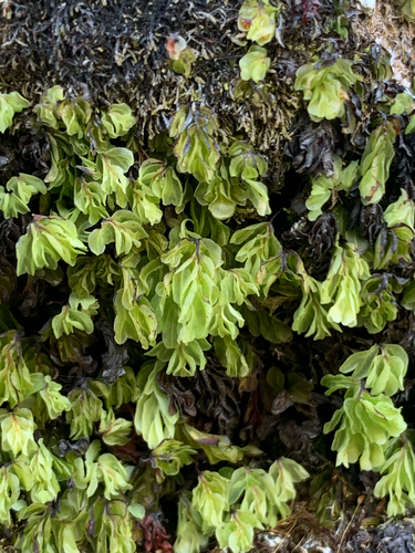 Hymenophyllum rarum observed 2026-10-25