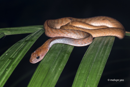 Rhabdophis rhodomelas, 2026-10-24