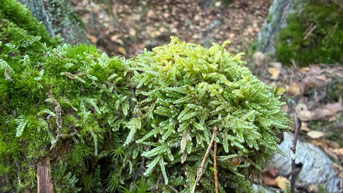 Hypnum cupressiforme observed 2026-10-25