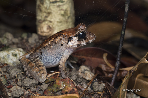 Limnonectes malesianus observed 2026-10-24