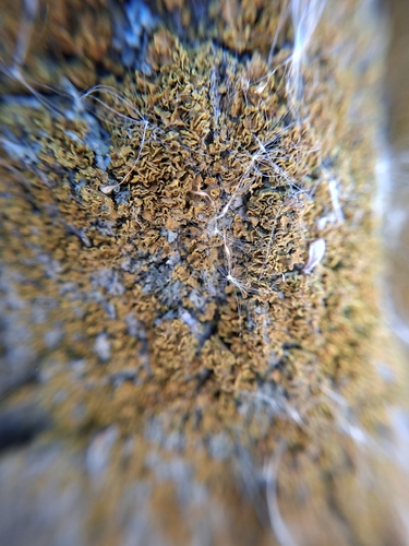 Xanthomendoza, 2026-10-25