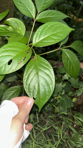 Bischofia javanica observed 2026-10-25