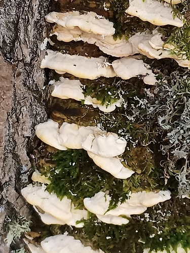 Oxyporus populinus, 2026-10-25