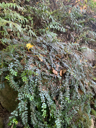 Metrosideros diffusa observed 2026-10-25