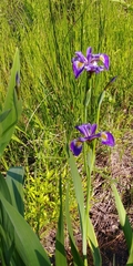 Irideae