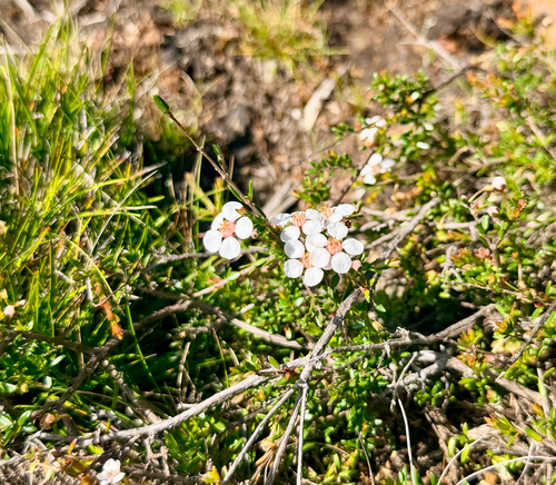 Euryomyrtus ramosissima observed 2026-10-22