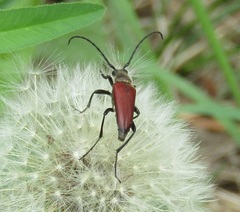 Lepturalia nigripes