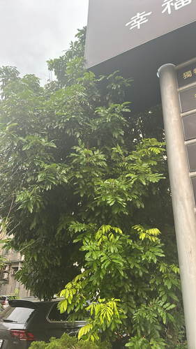 Dimocarpus longan observed 2026-10-25