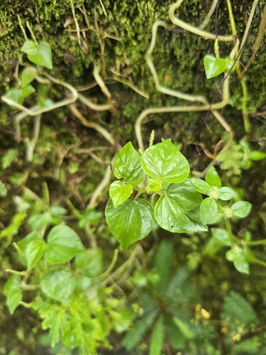 Peperomia pellucida observed 2026-10-25