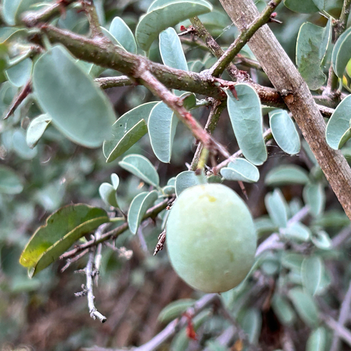 Ximenia americana observed 2026-10-25