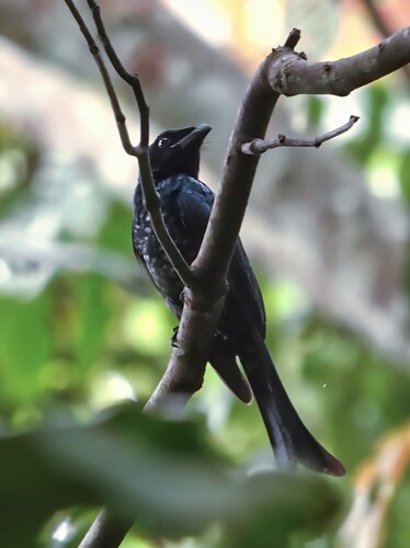 Dicrurus annectans observed 2026-10-25