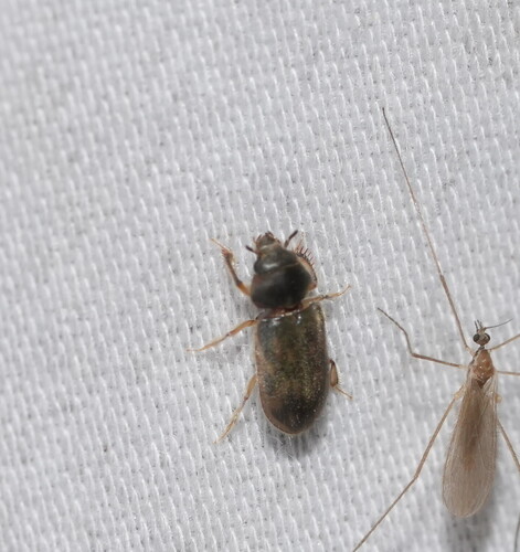Heterocerus