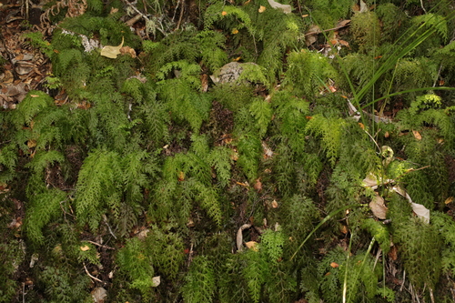 Hymenophyllum demissum observed 2026-10-25
