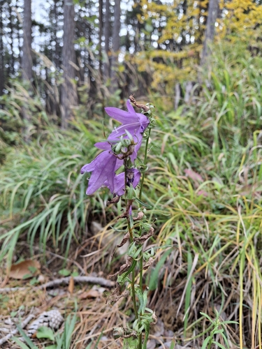 Campanula rapunculoides observed 2026-10-25