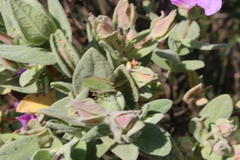 Barbitistes fischeri