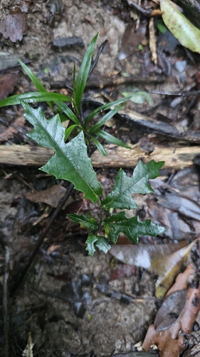 Malaisia scandens observed 2026-10-25