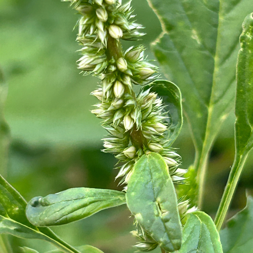 Palmer's Amaranth