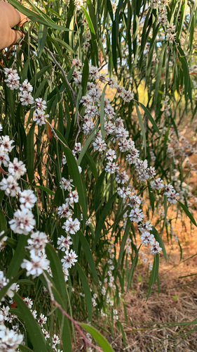 Agonis flexuosa, 2026-10-25