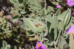 Pachyxyphus lineellus