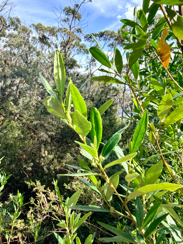 Beyeria viscosa observed 2026-10-22