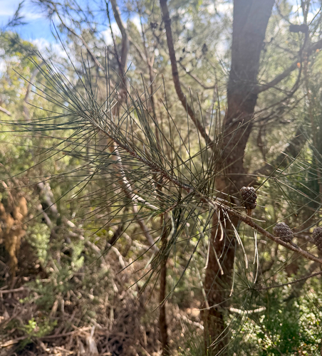 Allocasuarina littoralis observed 2026-10-22