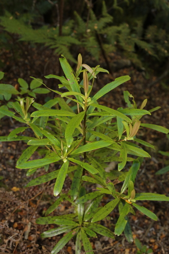 Rapanea observed 2026-10-25