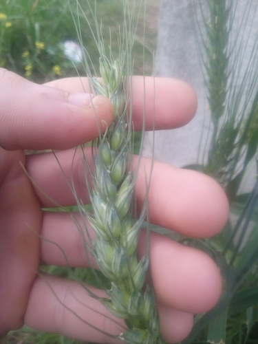 Triticum aestivum observed 2026-10-25