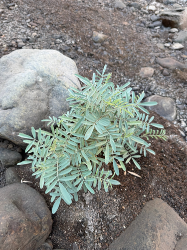 Tephrosia purpurea observed 2026-10-17