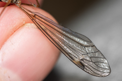 Tipula luna
