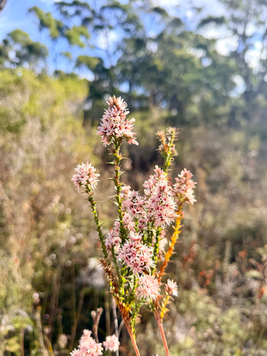 Sprengelia incarnata observed 2026-10-22
