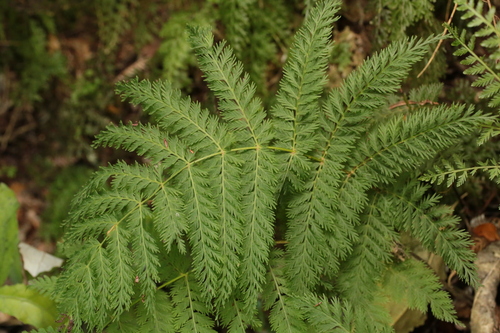 Leptopteris hymenophylloides observed 2026-10-25