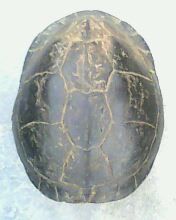 Cuora amboinensis kamaroma