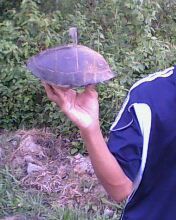 Cuora amboinensis kamaroma