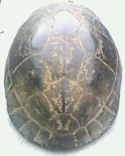 Cuora amboinensis kamaroma