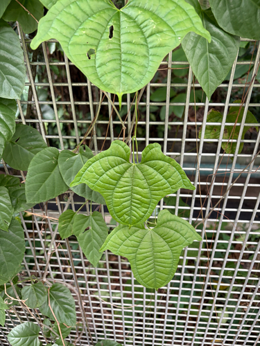 Dioscorea observed 2026-10-25