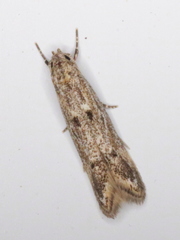 Blastodacna bicristatella