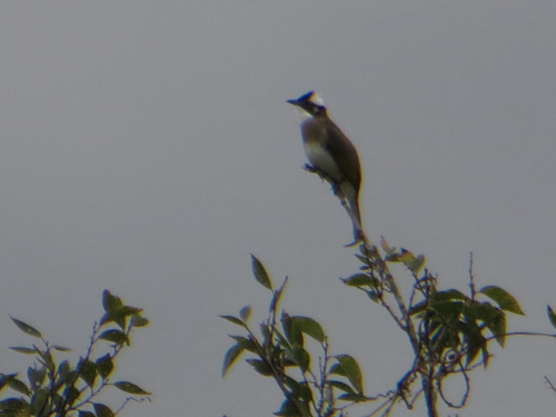 Pycnonotus sinensis, 2026-10-25